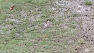 Little Ringed Plover (juvenile) at Ogmore Estuary