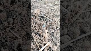 Ураааа,я його знайшов!!! #minelab #metaldetecting #монети #азарт