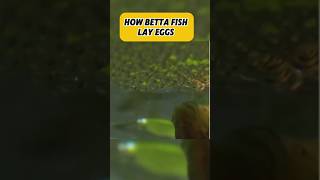 It turns out this is how betta fish lay their eggs #factsdaily #factshorts #uniqueshorts