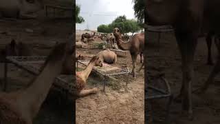 Camels🐫 #animals #goat #youtubeshorts #cat #ytshorts #youtube