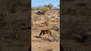 Wild Horses Behaviour Kicks #horsevideo #majestichorses #wildanimals #viral #asmr