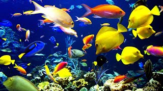 Life underwater, beautiful fish and pebbles!!!