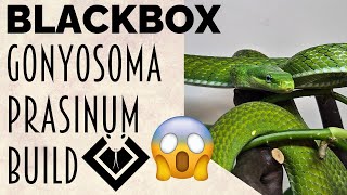 Green Bush Ratsnake BlackBox Upgrade!