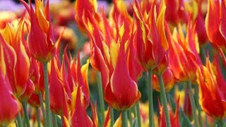 Tulip 'Fly Away' - FarmerGracy.co.uk