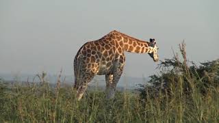 Les animaux d’Afrique. 1. Parc National de Murchison Falls (Ouganda)