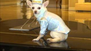 Anthony Rubio's Liberace Behind The Candelabra Canine Edition