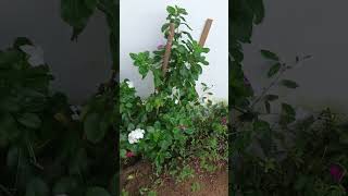 Nithyakalyani#VincaRosea#homegardening#shortsvideo#reels#youtubeshorts#Plantshorts#shortsfeed #like