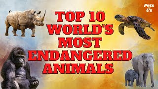 🔝Top 10 World's Most Endangered Animals 🦏🐘🐒 (2023) | Most Endangered Species 2022 | Pets and Us