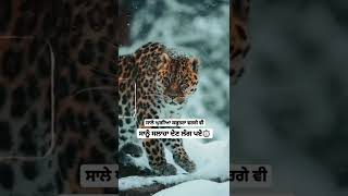 only Sandeep Brar new Punjabi Status | Sandeep Brar Punjabi Status 2022 New Punjabi Attitude Status