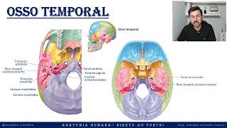 Osso temporal - Anatomia do crânio - Sistema esquelético - Anatomia direto ao ponto!