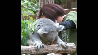 Massage & cleaning for a koala