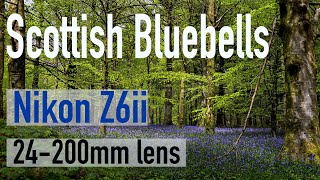 Nikon Z6ii - 24-200mm Z lens - Bluebells in Scotland 4K