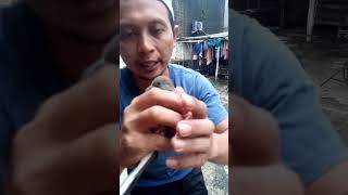 PERKUTUT BROMO LABUH GENI #perkutut #suaraperkututlokal