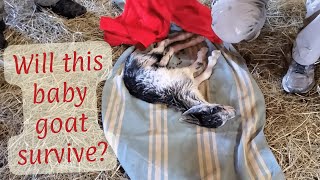 Mama goat is struggling to deliver her kid - will the baby goat survive? warning: graphic goat birth