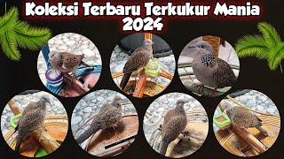 KOLEKSI TERBARU TERKUKUR MANIA 2024