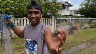 Tilapia & Hassa Fishing VLOG Berbice, Guyana (2023)