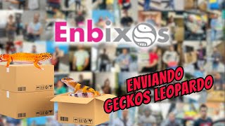 ¿Cómo se ENVÍAN los GECKOS LEOPARDO por ENBIXOS? | Envíando REPTILES 🦎🐍🐢 | Chismesito bichero 🦎