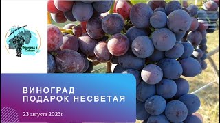 #Виноград Подарок Несветая