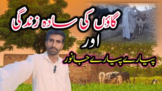 simple village Life Orr Gaon ki Sada Zindagi//Lovly BeautiFull Janwer🐄 //Malik Ashraf Official vlog