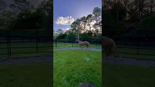 HORSE TRAINING ~ In The Round Pen | On 📢 Voice Commands | Horses are so 🧠 smart! | #horse  #shorts