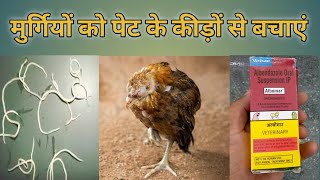 मुर्गियों को पेट के कीड़ों से बचाएं // murgi ko pet ke kide se bachaye