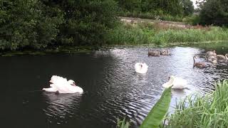 Stroudwater swans at Stonehouse