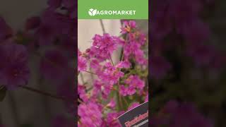 ГОЛЛАНДСЬКІ САДОВІ КВІТИ | Неймовірна краса для вашого садочка | Agro-Market.ua #shorts