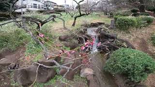 Plum blossoms in Okurayama