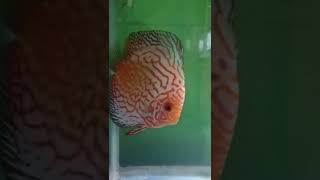 Ikan Discus Jumbo Single Tank.. #shorts