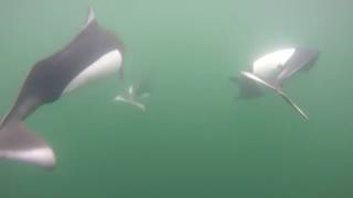 Fun with Dalls Porpoises aboard the Motor Vessel David B