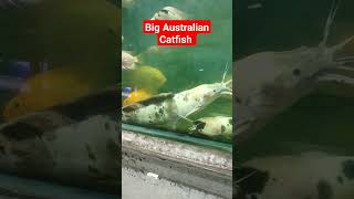 Big Australian Catfish in Aquarium