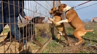 AMERİKAN STAFLAR DOBERMANLAR İLE KARŞILAŞTI   KÖPEKLERİMLE DOĞA YÜRÜYÜŞÜMÜZ