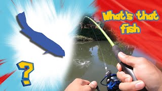 Tiny Urban Creek Fishing (UNEXPECTED CATCH!!!)