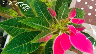 THREE IMPORTANT POINTS TO GROW POINSETTIA by Gardening and crafty # poinsettia care