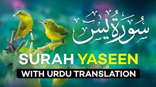 Surah Yasin(Yaseen) | Full With Arabic | Beautiful recitation|یس سورہ 36|006711|edit&zcjydu#🕋🌹👀👍🏻#@m