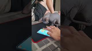 Игры для кошек #cattiktok #sphinxcat #sphynx #tiktok #cats #кошки #сфинкс #sphinx #cat