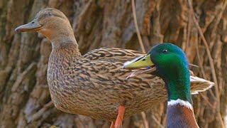 Bobblehead Drake Joins Quacking Hen in the Tree [4K] Mallard Ducks