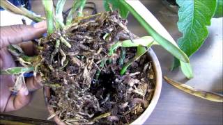 Cattleya Shriveled Pseudobulbs Update (April 19)