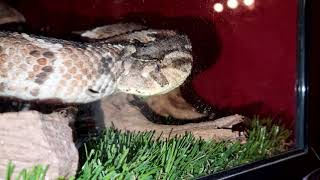 Female Tanzanian Puff Adder "Bitis arietans"