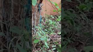 snake#rainy day#trending #trending #shortvideos