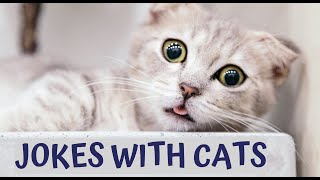 Don't try to hold back Laughter 😂 Funny stories about cats 🐱 Why are they doing this?😂