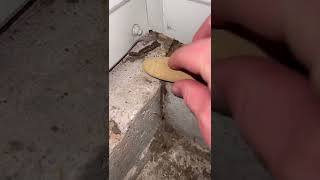 Check out this weird crazy Experiment with Termites and Construction #shorts #termites #tiktok