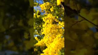 premières branches de mimosa. Elles sont magnifiques et ce jaune éclatant !