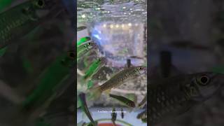 Foot Massage Fish "Garra rufa" sometimes called doctor fish. #shorts #viral #viralvideo #vlog #yt