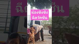 ครบรอบแล้วจ้า #youtubeshorts #animals #dog #pets #หมา