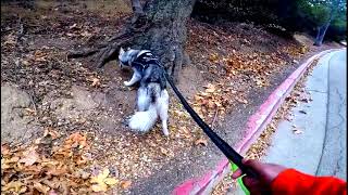 Cute Siberian Husky Dog walking  #Cute_Siberian_Husky #Dog_walking