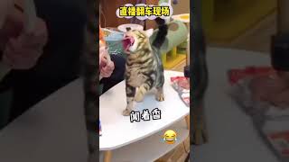 貓是老演員啦 #搞笑 #funny #tiktok #貓貓 #貓咪 #cat #catlover #catlovers #live #livestream