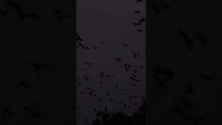 Bats navigate with sound! 🦇🔊 #echolocation #bats #navigation #animalcognition