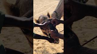 A camel in its distress #shorts  #shortvideo  #youtubeshorts