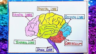 science day activity🌟biology project🧠Human Brain drawing🧠brain anatomy model🌟science chart🌟b.ed tlm